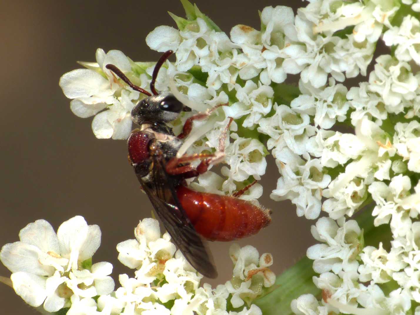 Piccolo Sphecodes (?) rossiccio